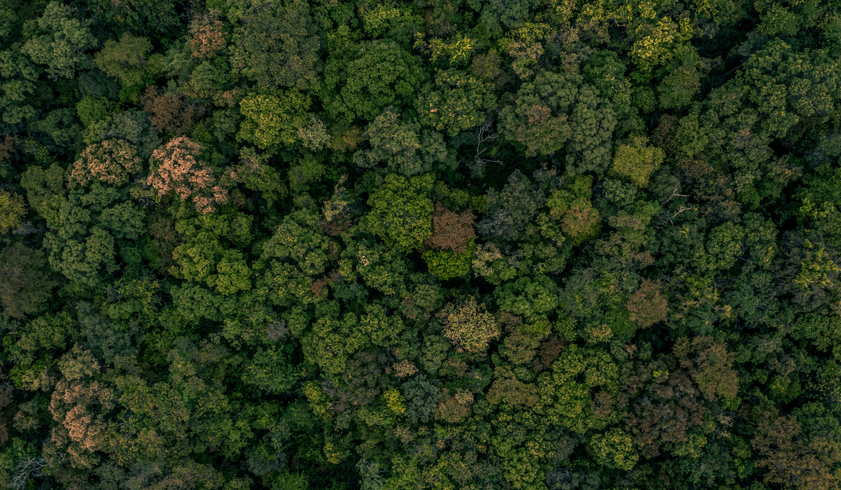 Aerial view of a leafy forest. Bigle Legal article on sustainability and ESG.